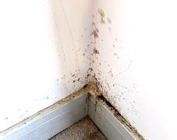 Damp Black Spot Mould Survey Bolton thermal