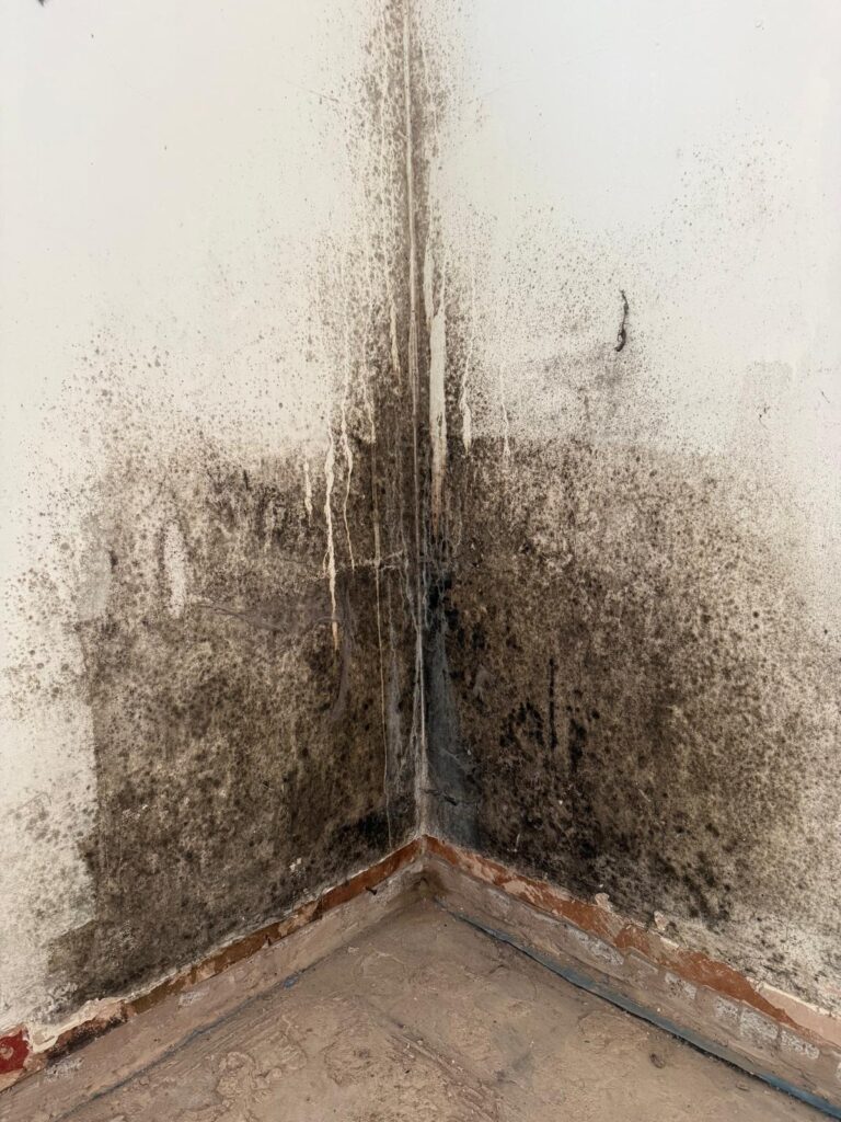 regal property services black spot mould removal manchester corner