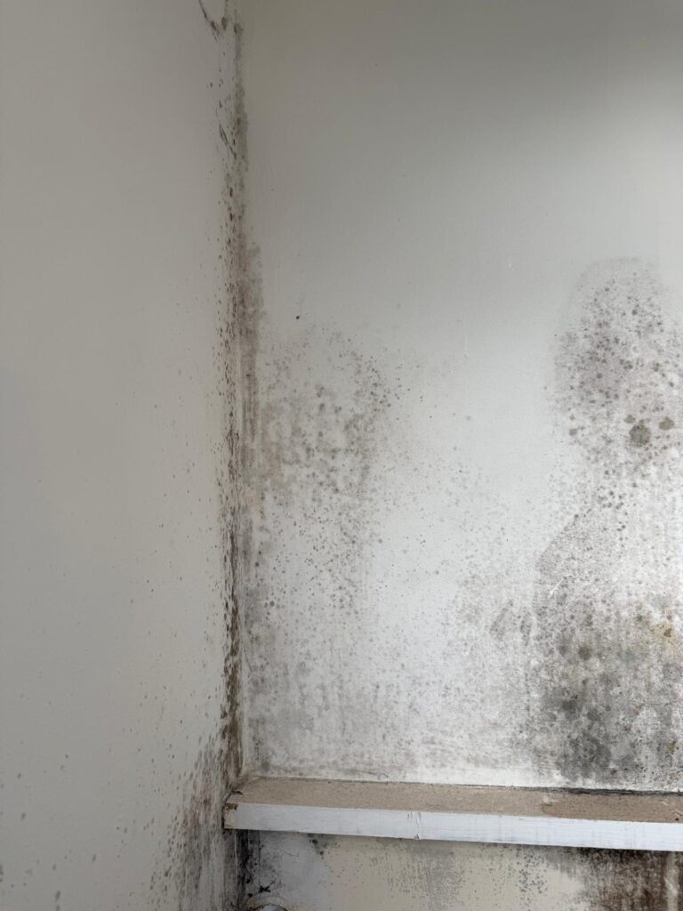regal property services black spot mould treatment bolton wall