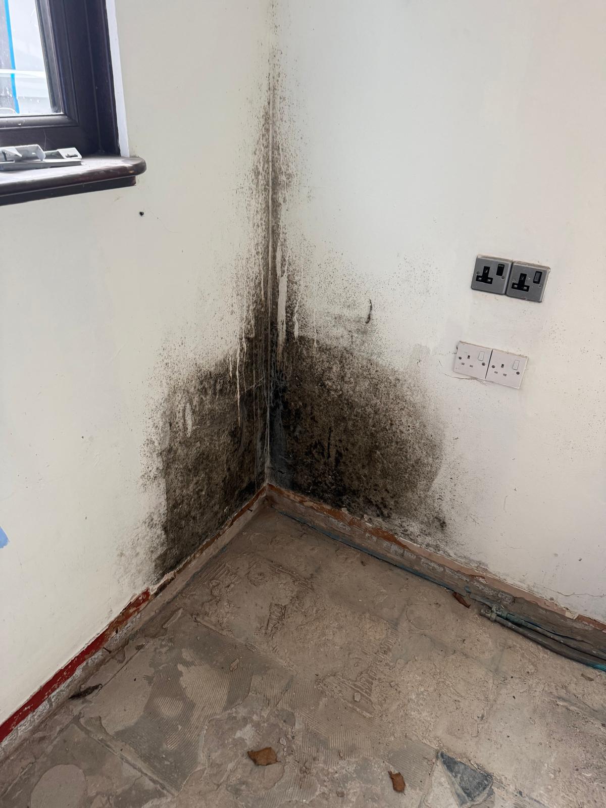 regal property services black spot mould treatment manchester plugs