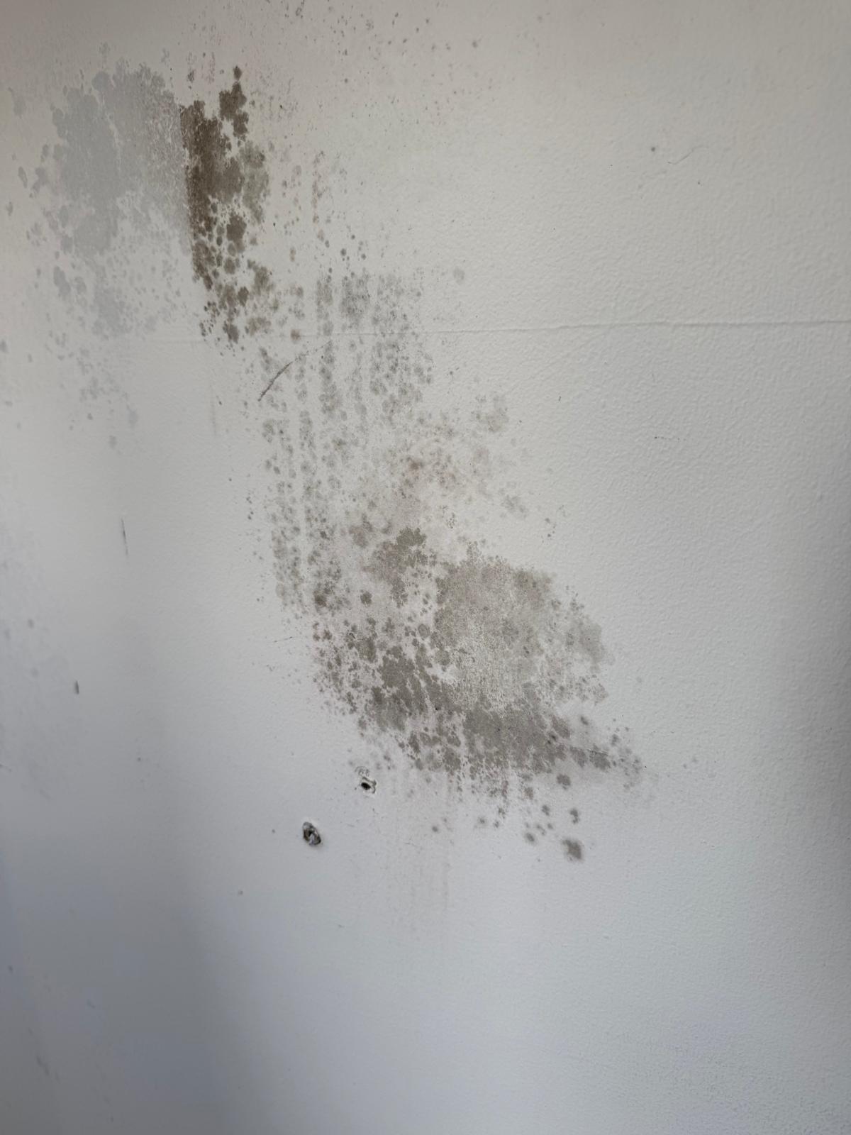 regal property services black spot mould treatment manchester wall